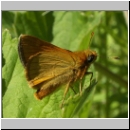 Hesperiidae sp - Dickkopffalter 02a.jpg